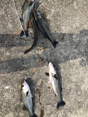 シーバス高活性