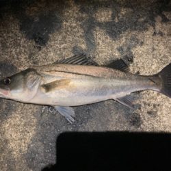 シーバスフィッシング