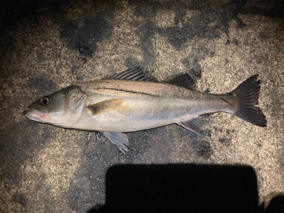 シーバスフィッシング