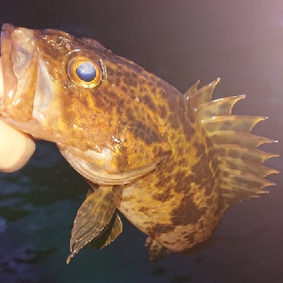 ２日続けてメバリングに