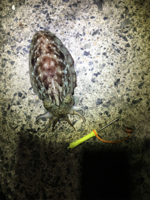 コウイカ 釣行