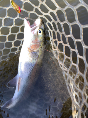 エリアトラウト