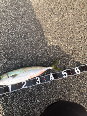 朝マヅメ2時間ショアジギ