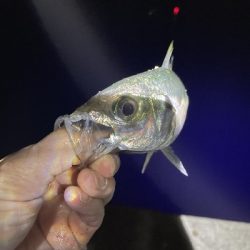 沖堤防で通し釣り