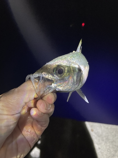 沖堤防で通し釣り