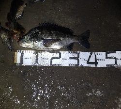 3/7釣果チヌグレガシラメバル