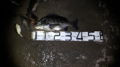 3/7釣果チヌグレガシラメバル