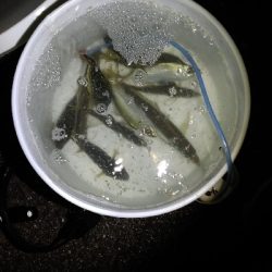 3/11釣果ヒラスズキ64センチ！デカアジ大漁！