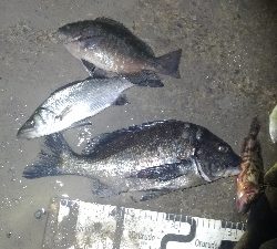 3/14釣果チヌグレヒラセイゴ!