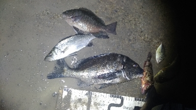 3/14釣果チヌグレヒラセイゴ！