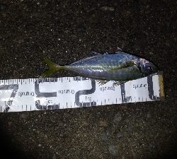 3/20釣果デカアジ35センチ！