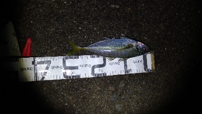 3/20釣果デカアジ35センチ！