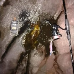 春なのにこのサイズ