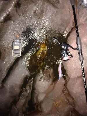 春なのにこのサイズ