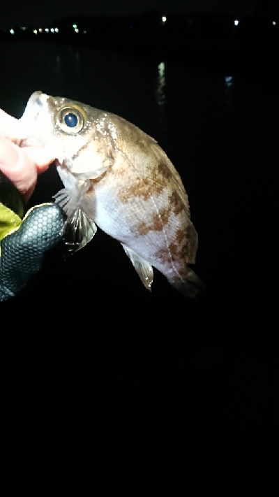 フロートゲーム