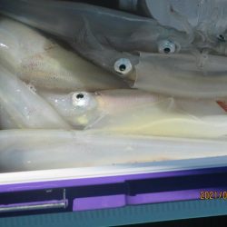 ヤリイカ17～26杯