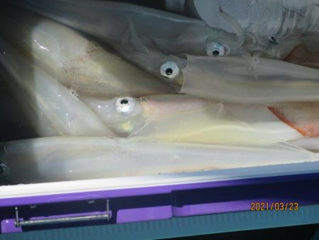 ヤリイカ17～26杯