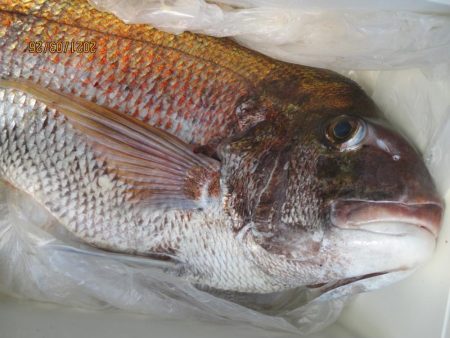 真鯛7.３ｋｇがヒット　他目鯛など(^_-…