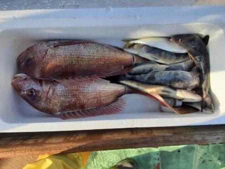 佐渡便五目ジギング