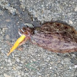 久しぶりのアオリイカ♪