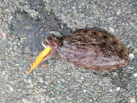 久しぶりのアオリイカ♪