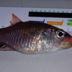 またまたアジが釣りたくて