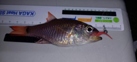 またまたアジが釣りたくて