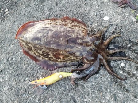 夕まづめチャレンジ(^^)