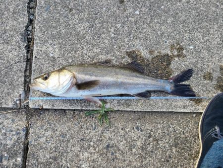 シーバス ＆チヌ