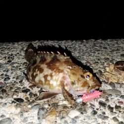 出張先にて港調査