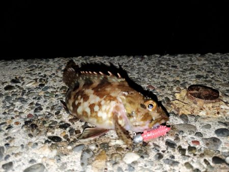 出張先にて港調査