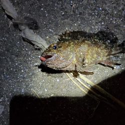 シーバス、ガシラは釣れたけど