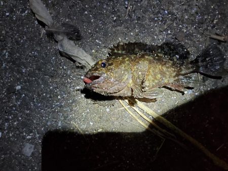 シーバス、ガシラは釣れたけど