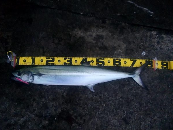 サワラが出た!!