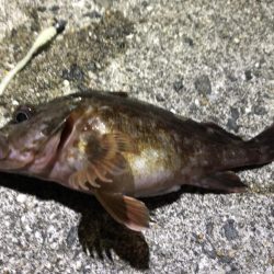 メバリングむじー