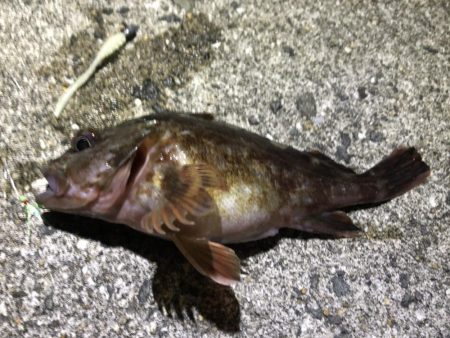 メバリングむじー