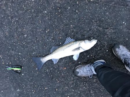 沖堤チャレンジ