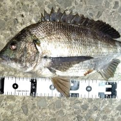 ナイスサイズなメバルとチヌ