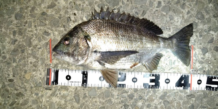 ナイスサイズなメバルとチヌ