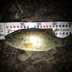 今年初‼︎10年振りバス