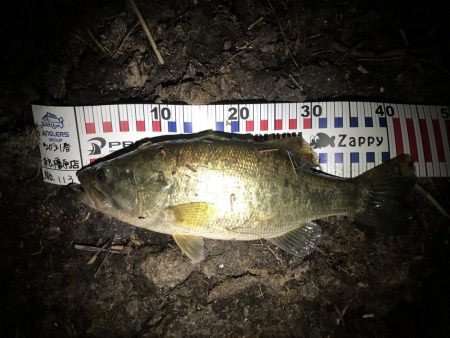 今年初‼︎10年振りバス