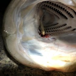 嬉しい一本でした。