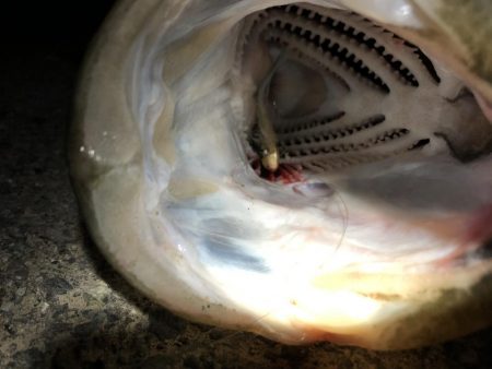 嬉しい一本でした。