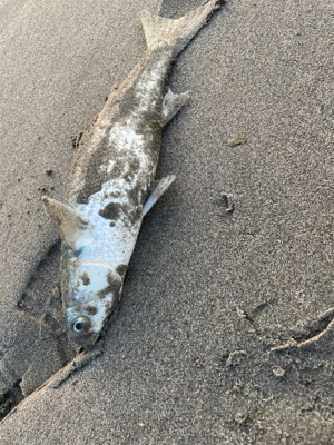 朝のライトショアジギング