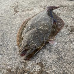 座布団頂きましたpart2