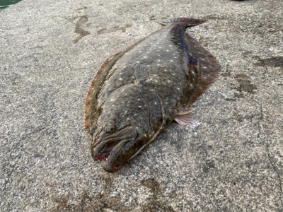 座布団頂きましたpart2