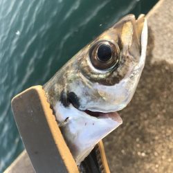 続、アジング練習！