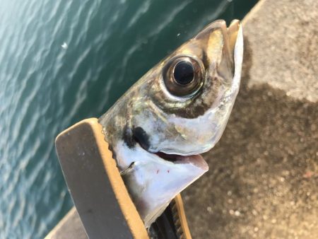 続、アジング練習！