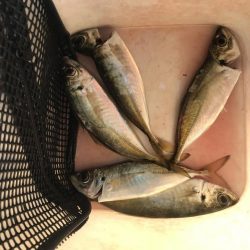 朝マズメにアジング