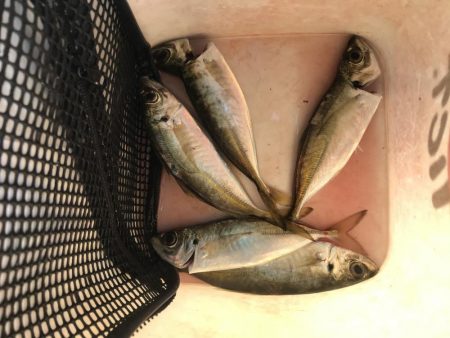 朝マズメにアジング